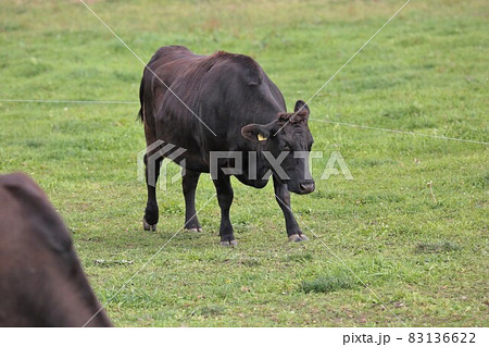 牧場の風景・和牛 83136622