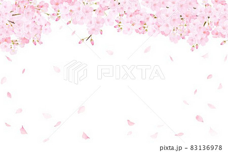 美しく華やかな満開の桜の花と花びら舞い散る春の白バック背景ベクター素材イラスト 83136978