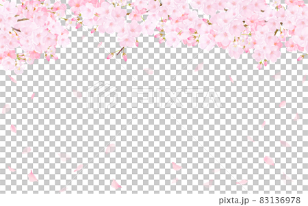 美しく華やかな満開の桜の花と花びら舞い散る春の白バック背景ベクター素材イラスト 83136978