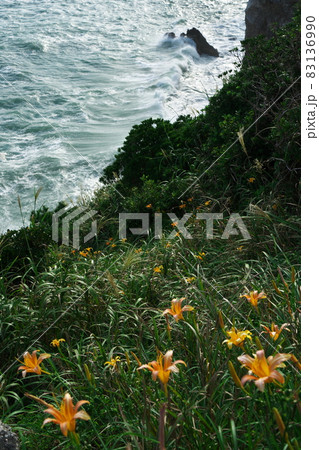 伊良湖岬　荒波打ち寄せ秋の忘れ草咲く日出園地 83136990
