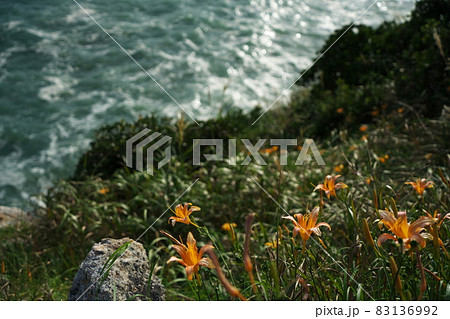 伊良湖岬　荒波打ち寄せ秋の忘れ草咲く日出園地 83136992