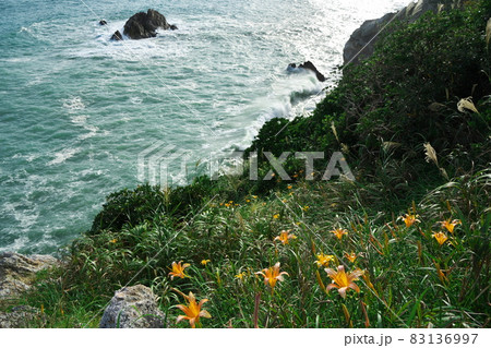 伊良湖岬　荒波打ち寄せ秋の忘れ草咲く日出園地 83136997