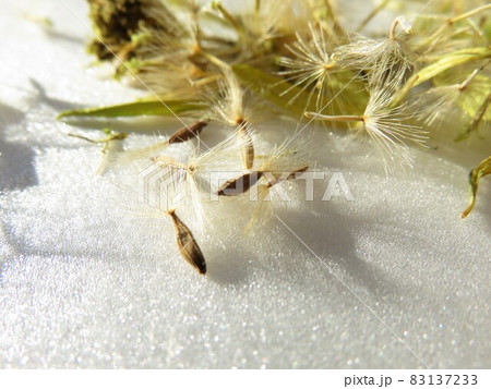 ガーベラ　綿毛と種子 83137233