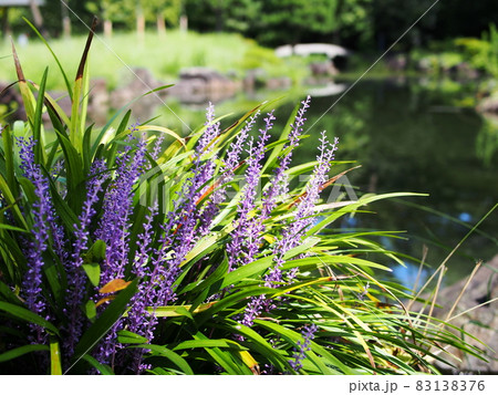 水辺に咲くヤブランの花 83138376