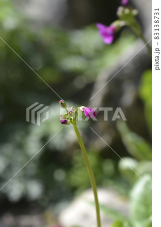 Poissons primrose 83138731