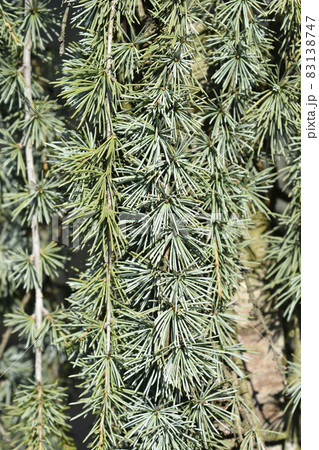 Weeping Blue atlas cedar Weeping Blue atlas cedar 83138747