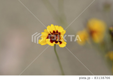 Plains tickseed 83138766