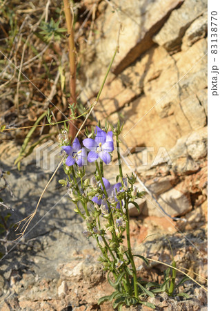 Chimney bellflower Chimney bellflower 83138770