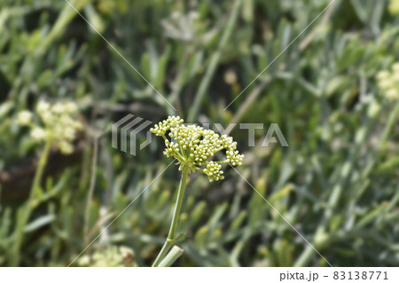 Sea fennel Sea fennel 83138771