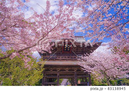 建長寺と満開の桜 建長寺と満開の桜 83138945