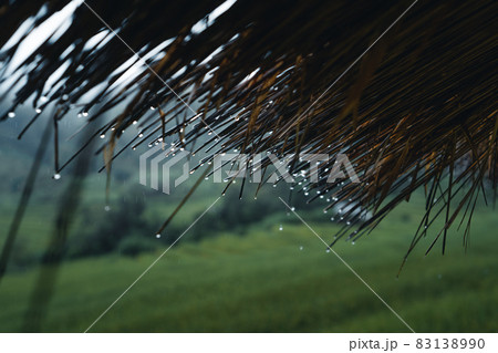 In a wooden hut in a green rice field In a wooden hut in a green rice field 83138990