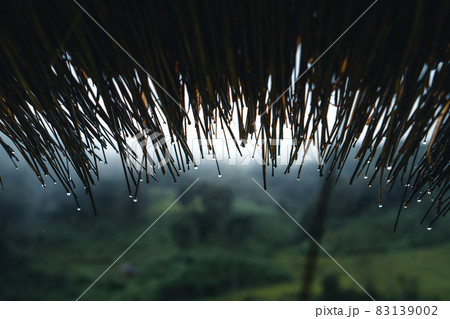 In a wooden hut in a green rice field 83139002