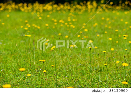 タンポポの咲く野原 83139969