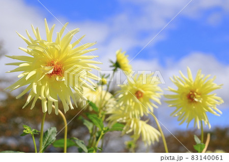 満開の日野ダリア園 83140061