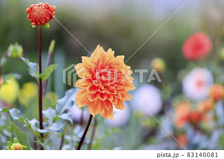 満開の日野ダリア園 83140081