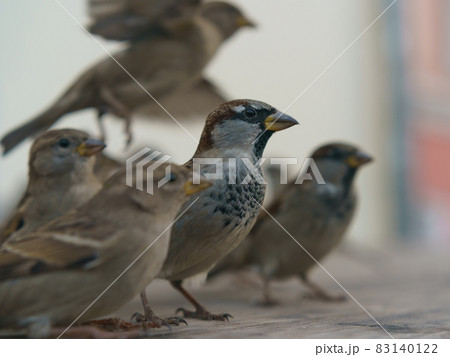 Photography of flock of the urban sparrows. Moscow city street as defocused background. Close up image Photography of flock of the urban sparrows. Moscow city street as defocused background. Close up image 83140122