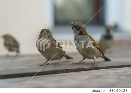 Photography of two urban sparrows. They are funny. One of them eating grass. Moscow city street as defocused background. Close up image 83140123