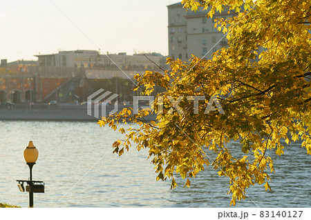 Autumn sunny day in Moscow. Golden maple leaves. Bright and calm autumn day. Yellow lush foliage in public park. Blue water of Moscva river as background. Buildings. Natural beautiful pattern Autumn sunny day in Moscow. Golden maple leaves. Bright and calm autumn day. Yellow lush foliage in public park. Blue water of Moscva river as background. Buildings. Natural beautiful pattern 83140127