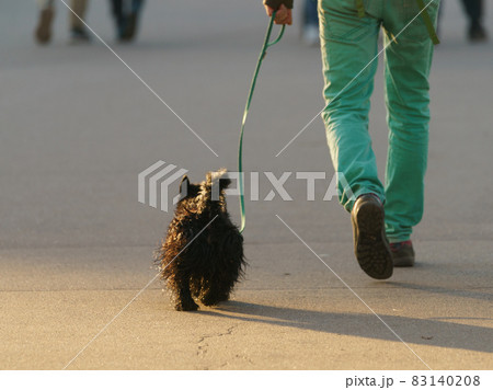 Somebody walking dog. Small pocket dog. Black Terrier swam in he lake. He is wet. Beautiful lovely pet. Lifestyle concept. Low angle view. Backs. rear view. 83140208