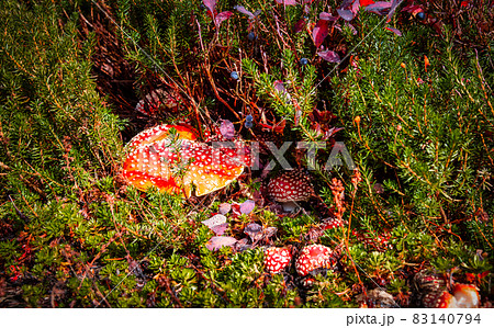 Amanita muscaria during Autumn Season in Garibaldi Provincial Park 83140794