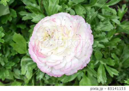 花 フラワー お花 83141153