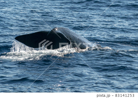 Sperm Whale tail while going down at sunset 83141253