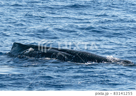 Sperm Whale at sunset Sperm Whale at sunset 83141255