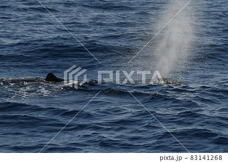 Sperm Whale while blowing at sunset Sperm Whale while blowing at sunset 83141268