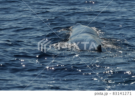 Sperm Whale at sunset 83141271