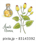 Acmella oleracea, toothache plant, paracress, Sichuan buttons, buzz buttons, tingflowers and electric daisy 83143392