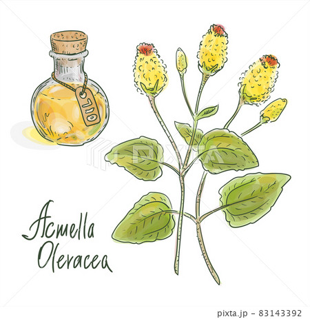 Acmella oleracea, toothache plant, paracress, Sichuan buttons, buzz buttons, tingflowers and electric daisy Acmella oleracea, toothache plant, paracress, Sichuan buttons, buzz buttons, tingflowers and electric daisy 83143392