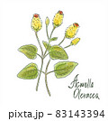 Acmella oleracea, toothache plant, paracress, Sichuan buttons, buzz buttons, tingflowers and electric daisy 83143394
