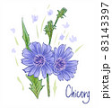 Common chicory or Cichorium intybus. Vector illustration. 83143397