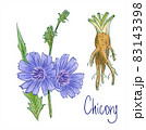 Common chicory or Cichorium intybus. Vector illustration. 83143398