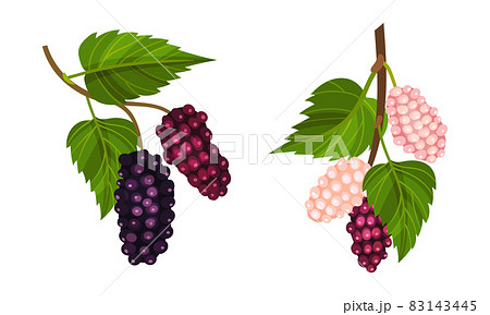 Grape bunches with leaves set. Fresh grapes branches decorative element vector illustration 83143445