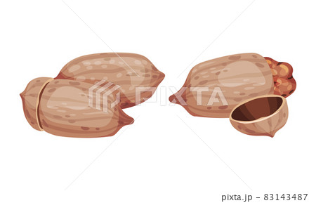 Pecan nuts set. Unpeeled nutshells. Healthy nutrition concept vector illustration Pecan nuts set. Unpeeled nutshells. Healthy nutrition concept vector illustration 83143487
