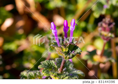 春の七草の一つホトケノザ オニタビラコ とは異なるホトケノザの写真素材