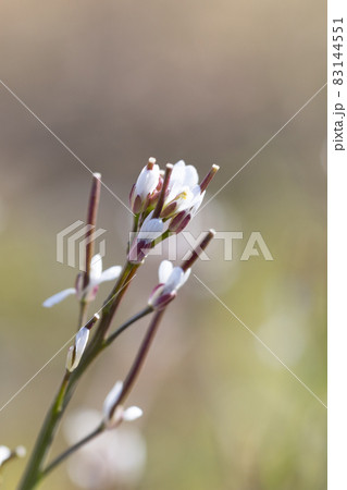 食べられる道端の白い花ミチタネツケバナ 83144551