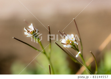 食べられる道端の白い花ミチタネツケバナ 食べられる道端の白い花ミチタネツケバナ 83144557