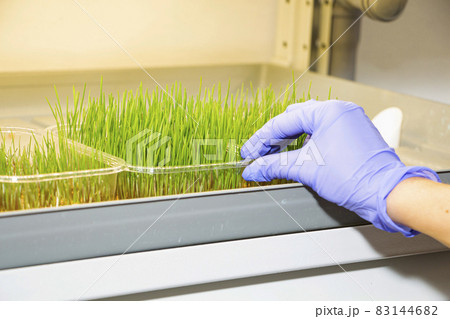 the process of growing microgrin, healthy food. the process of growing microgrin, healthy food. 83144682