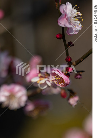 春を告げる花 ウメ 春を告げる花 ウメ 83144986
