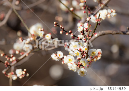 春を告げる花 ウメ 春を告げる花 ウメ 83144989