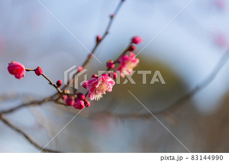 春を告げる花 ウメ 春を告げる花 ウメ 83144990
