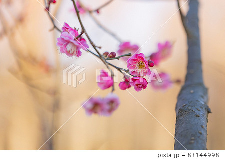 春を告げる花 ウメ 春を告げる花 ウメ 83144998
