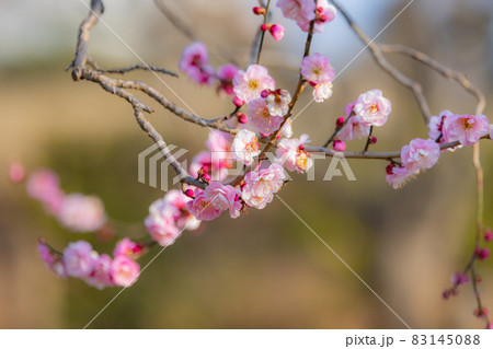 春を告げる花　ウメ 83145088