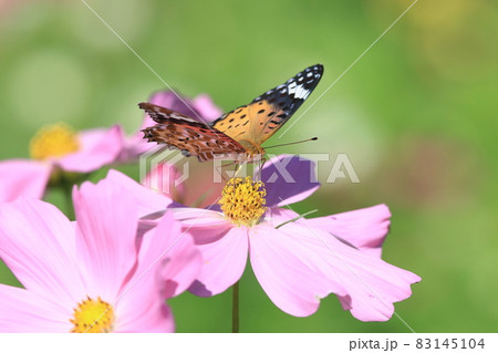 ツマグロヒョウモン 83145104