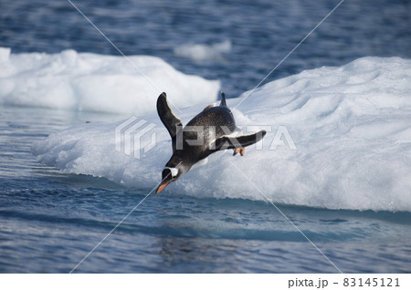 Gentoo Penguins jumping to the water from ice 83145121