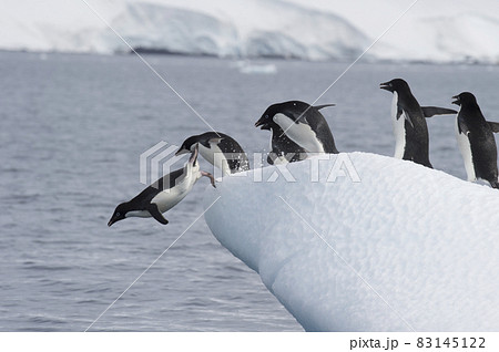 Adelie Penguins fight on ice in Antarctica 83145122