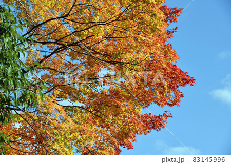 秋の神護寺 境内の紅葉 京都市右京区高雄 秋の神護寺 境内の紅葉 京都市右京区高雄 83145996