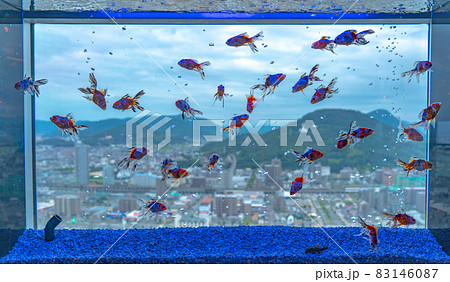 水槽で泳ぐ金魚 83146087